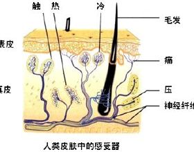 日本人把自己當作了上帝