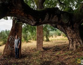 義大利立法保護境內22000棵古樹啦