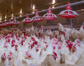 天庭十二聖母，人間的守護神