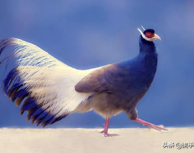 沒有喬治的命，得了喬治的病，還有治嗎？