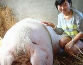 一年好景君須記&sol;《宋詩詞》