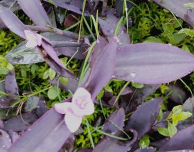 葉子美過花，簡單5個方面，輕鬆養好紫竹梅
