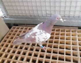 榮耀Magic4系列將於2022世界行動通訊大會首亮相