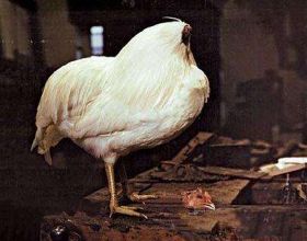 雞仔斬首後成“不死鳥”，無頭存活18個月，長胖5斤引科學家關注