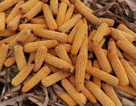 玉米減產價格會漲嗎？最新收購價多少錢一斤？