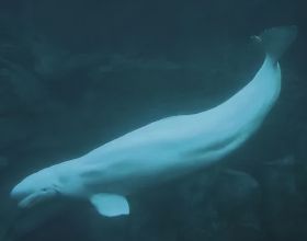 海中的“金絲雀”，走近神奇的海洋哺乳動物白鯨
