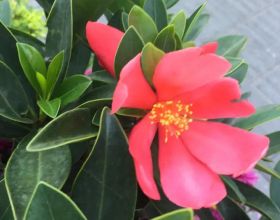 《生化危機外傳》粉絲重製版預告 撲面而來的經典氣息