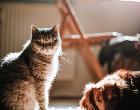Quora精選：貓與狗有哪些區別？