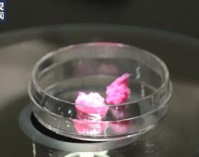 紋理逼真 日本成功研發3D列印“和牛肉”