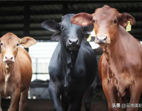 天奈科技：和特斯拉暫無合作丨公司問答