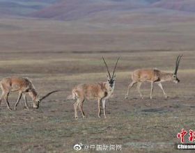 藏羚羊從瀕危物種降為近危物種