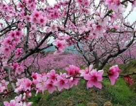 DNF：部分105級武器外觀展示！鬼泣太刀出眾，締造者掃把成贏家