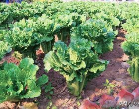 秋分前天氣轉涼，抓緊種植這種蔬菜，附上高產施肥技巧