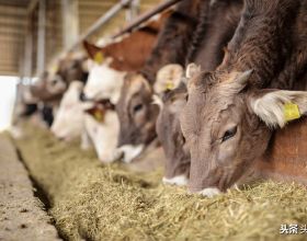牛肉價格昂貴，為什麼養殖戶卻說不賺錢了？主要有以下五個原因