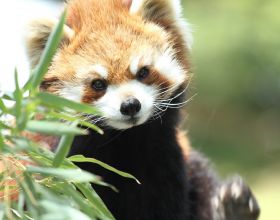 核磁共振有&OpenCurlyDoubleQuote;核輻射&rdquo;會致癌嗎？