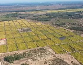 「豐收中國」內蒙古：1萬畝沙漠糧食迎來豐收 有力推進鄉村振興