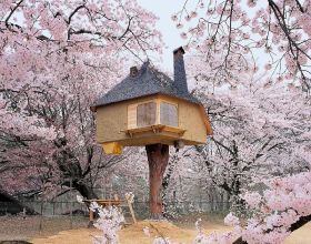 櫻花下的日本茶館