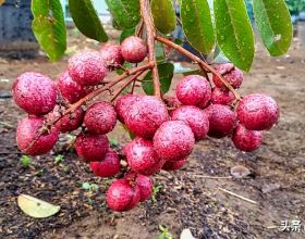 秦嶺山之雪景&num;