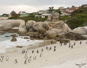 離奇！南非63只非洲企鵝身亡，地上佈滿死亡的蜜蜂……