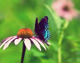 主人交代好友幫買條狗鏈，一再強調結實點，收到後竟發現形似鐵鏈