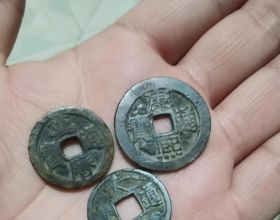 長壽花根本不需要買，去鄰居家剪根枝條自己扦插，想要啥花有啥花