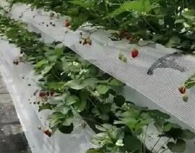 高架栽培，草莓種植新方向
