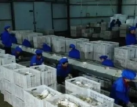 江蘇大叔三年虧損一千多萬，逆風翻盤種植杏鮑菇，一年賣2億元