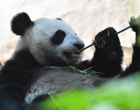 過年了，瓜子、花生、糖果要少吃，這幾種零食要多吃，老少皆宜