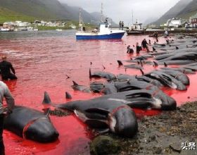 法羅群島獵殺上千只海豚，血液染紅海水，為何捕鯨難被禁止？