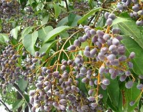 農村樹上這種“野葡萄”，它的作用可跟葡萄卻不一樣，你見過嗎？