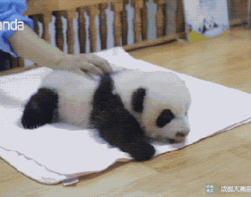 可愛！大熊貓飼養員的花式按摩