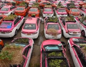 車頂種菜，後備箱養蛙！泰國大量出租車因疫情荒廢變“菜園”