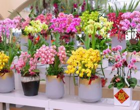 這9種花卉適應性強，各種抗性較高，適合在室內的環境中栽培