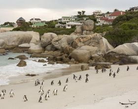 南非63只非洲企鵝死亡 疑似遭海角蜜蜂攻擊所致