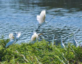 龍口濱海度假區：黃水河畔白鷺飛翔 簡直美爆了