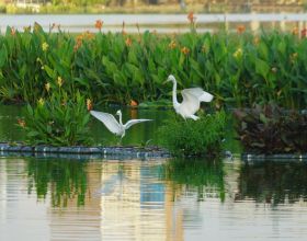 通訊：科倫坡生態浮島為水鳥打造新家