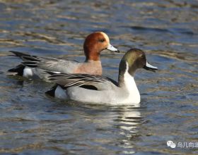 蘋果緊急推出 iOS15.3.1 正式版，修復兩個重要問題