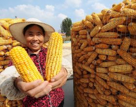 9月24日國內各地玉米價格釋出