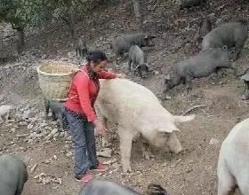 農民郭叔殺自家豬賣肉，為何執法部門要罰款10萬？這10萬罰的對嗎