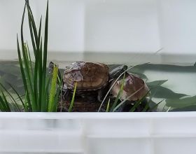 新手養烏龜應該注意什麼？該怎麼養？