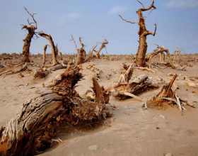 中國發明“神奇膠水”，能讓沙漠變成良田是真是假？