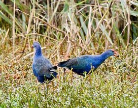 “最美水鳥”紫水雞罕見成群現身昆明滇池流域