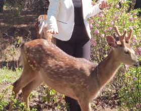 HiFi音箱/耳機的調音費/調音成本到底有多高？