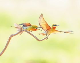什麼是FaceTime&quest;