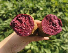 江蘇一農民種植成功“徐紫薯8號”畝產值4000斤