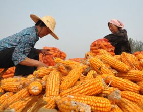 玉米未來會不會上漲？國家已經發布最新的收糧政策