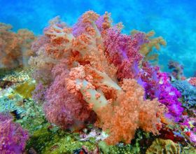 軟珊瑚（Alcyonacea）