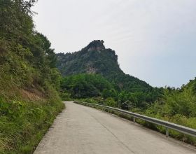 植物非試管高效快繁——中國無憂花