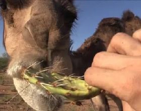 駱駝為什麼敢吃仙人掌？