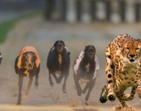 盤點地球上速度最快的10種狗，比車還要快，跑得過獵豹嗎？